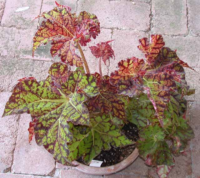B. ‘Ern Whitten’